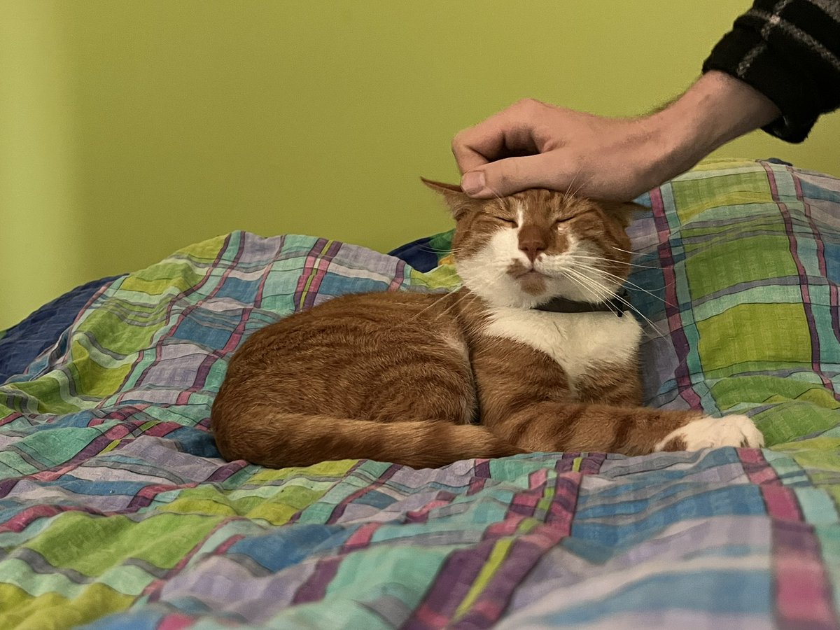 precel282730's tweet photo. @reddievandort meow meow. szacun za bmth 🤌 https://t.co/tB93OdX13e