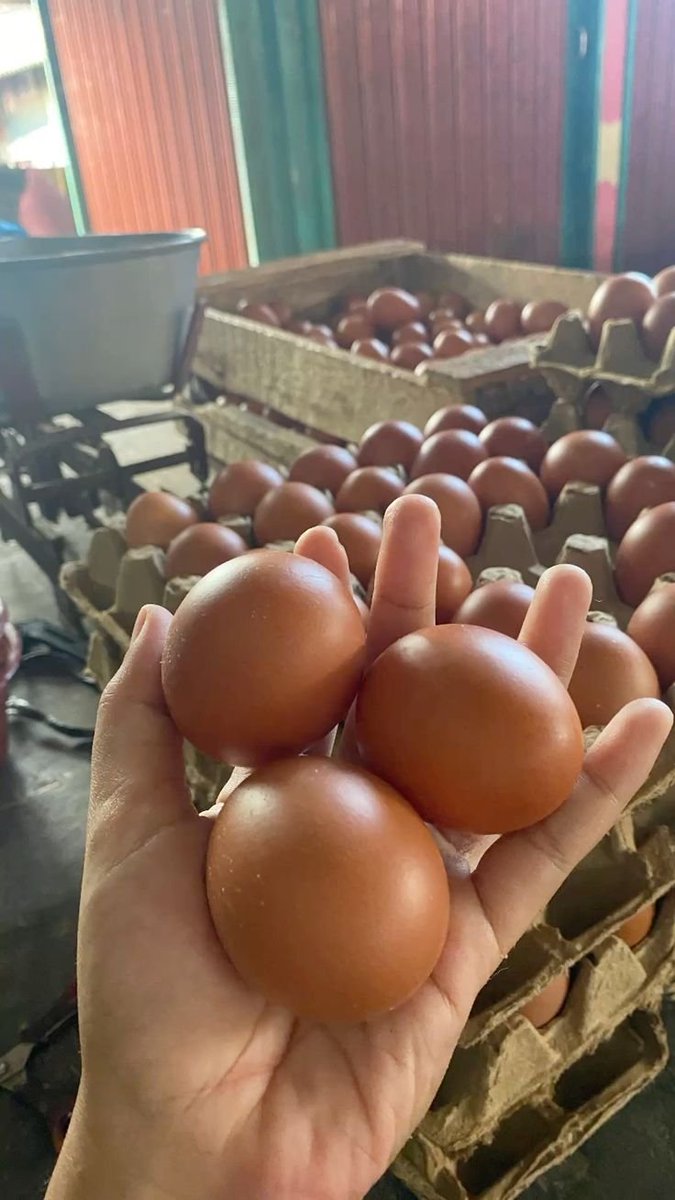 RumahAhgung's tweet photo. @PosSeshift Slmt malaam, maaf ak agak telat yaa .. abis ngisi stok di toko , bpk ibu blh dtg y. Ini tlurny bnrn punya ak lho ,, dpastikan lbih bagus dr tlur2 omega murah tp plsu ituu 🙂 bay 1 kilo get 1/2 kilo y .. 😊🙏 dtungguu, sranghe 🫰🫰 https://t.co/jCJctm80g6