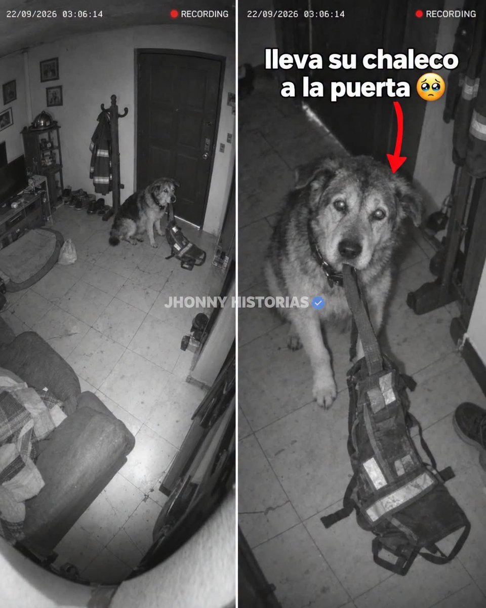 VigiaCiudadano7's tweet photo. Ese perro de trece años está sentado en la puerta de mi casa con su chaleco de rescatista en el hocico. Lleva ahí desde las tres de la mañana del martes.

Se llama Tizoc. La foto es de las cámaras de la casa; la saqué para mandársela a los compañeros de mi esposo, Raúl, en la estación.

Raúl era bombero. En 2017 él y Tizoc sacaron a cuatro personas de un edificio caído en la Roma. Cada vez que sonaba la alerta, Raúl le ponía el chaleco y le decía: «Vámonos, compañero».

Raúl murió en marzo, un jueves, de un infarto en la estación.

El comandante no dejó entrar a Tizoc al homenaje: «Es un perro retirado, señora, no es personal». Lo dijo parado junto a la foto de 2017 donde sale Tizoc entre los escombros.

Tizoc tiene cataratas y artritis. En agosto ya dormía la noche entera, y le di gracias a Dios porque pensé que se le había olvidado.

El martes sonó la alerta sísmica.

Tizoc se levantó como pudo, jaló su chaleco del perchero, lo llevó a la puerta y se sentó a esperar a que Raúl se lo pusiera.

Me senté junto a él en el piso. No me salió decirle «vámonos, compañero».

Le puse el chaleco.

#PerrosDeRescate #HistoriasReales #Lealtad #AmorAnimal