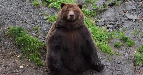 bearlyable2's tweet photo. Hey man, I'm just big boned........
#fatbearweek https://t.co/KDTelupSM7
