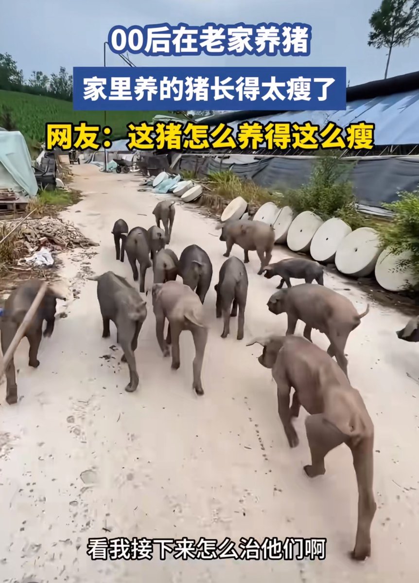 unclefugui's tweet photo. 00后在老家养猪

看着有什么地方不对 https://t.co/TzaXgRv1Tw