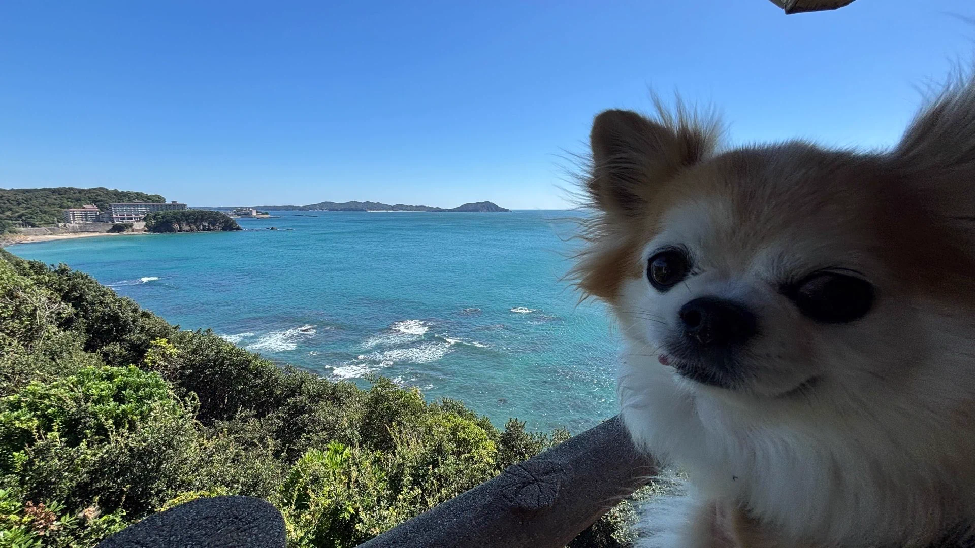 🐕チビ＆ココ🏖Audi🦎 on X: 