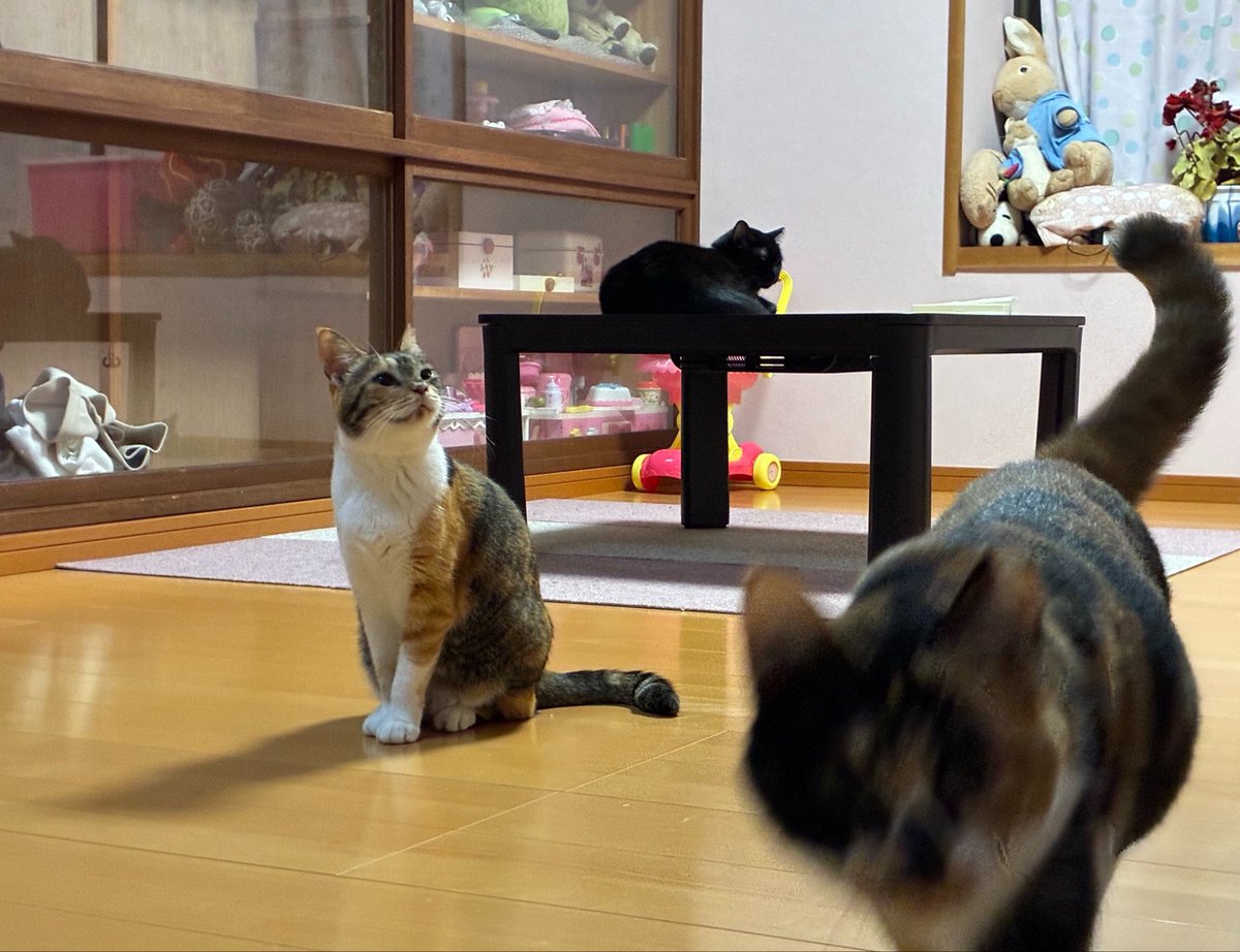 lunaticdial's tweet photo. 寝床入っても2匹はドカ寝してて出て行った子に監視されてるし再度乗り込まれてる https://t.co/VYTQgIb0OP