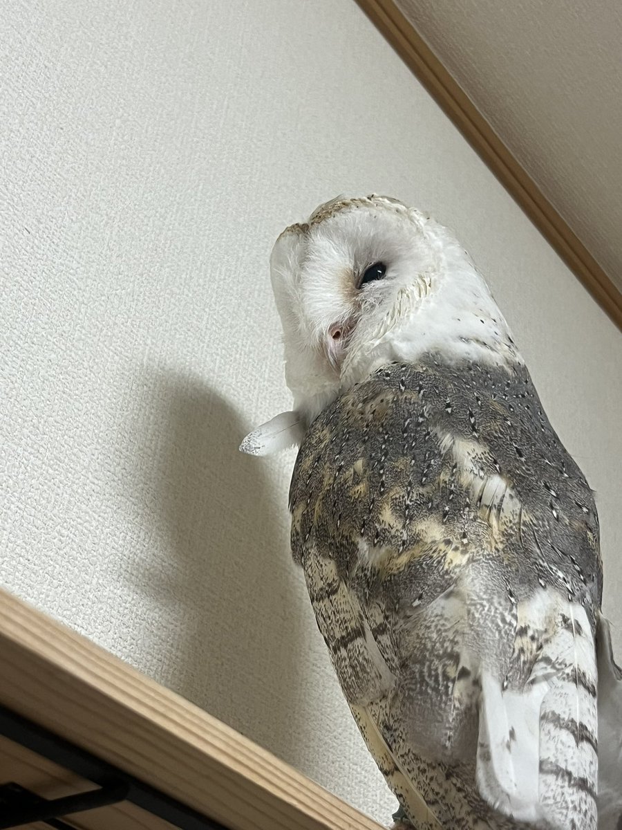coromowl's tweet photo. 明日メンテだよって伝えた後の顔(遠い目 https://t.co/1IzDnmXR95