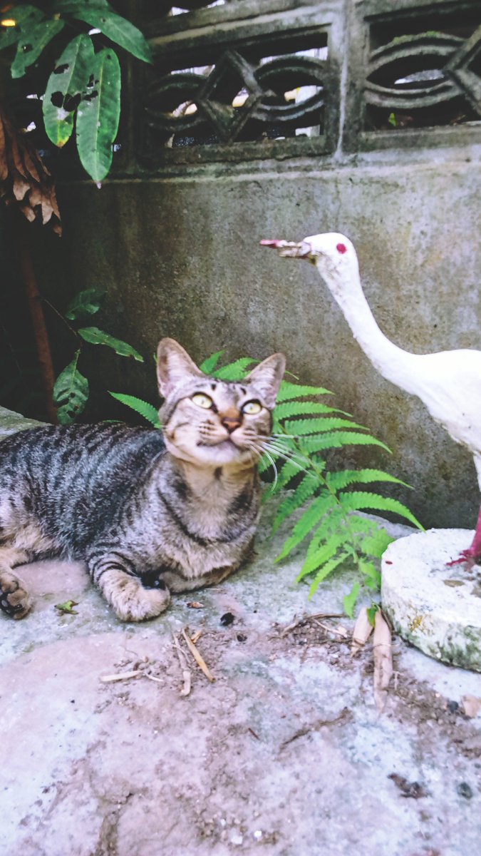 amfine_68's tweet photo. สลิดและกระยางของเขา 

#แมวสลิด #cat https://t.co/8pOvnyVfnE