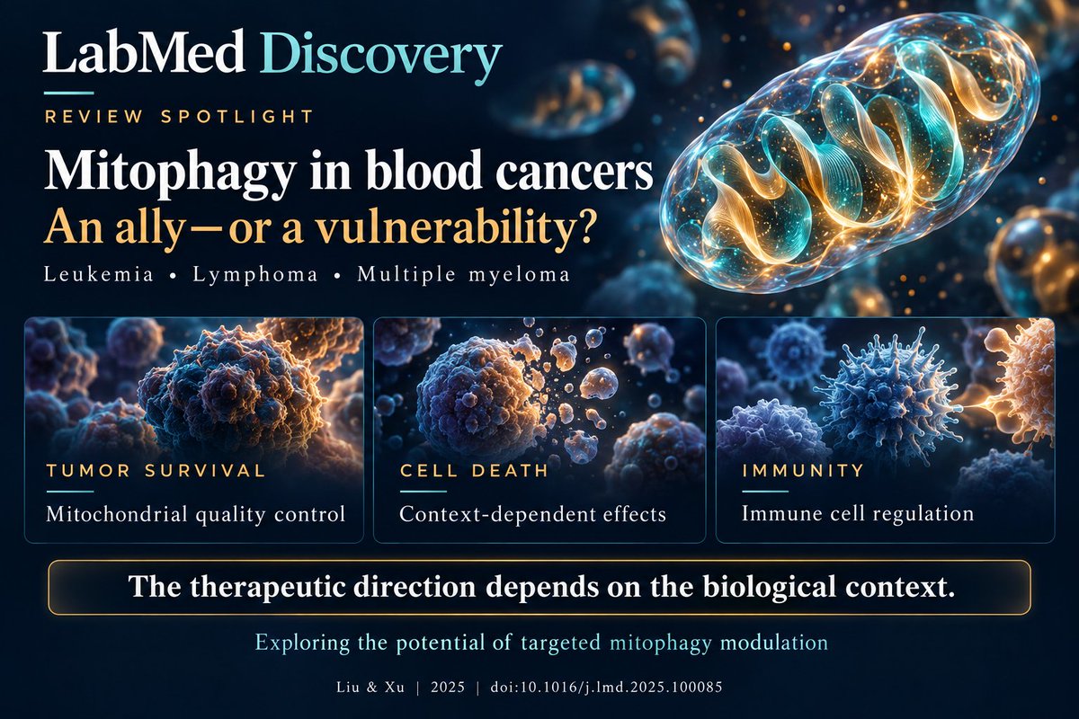 wangivy23627's tweet photo. Mitophagy in blood cancers: an ally—or a vulnerability?
This LMD review explores its dual roles in tumor survival and cell death, plus its impact on immunity. Could context-specific modulation offer new therapeutic avenues?
https://t.co/1tfciPorQk
#LabMedDiscovery #Mitophagy https://t.co/C5odjQ3n2L
