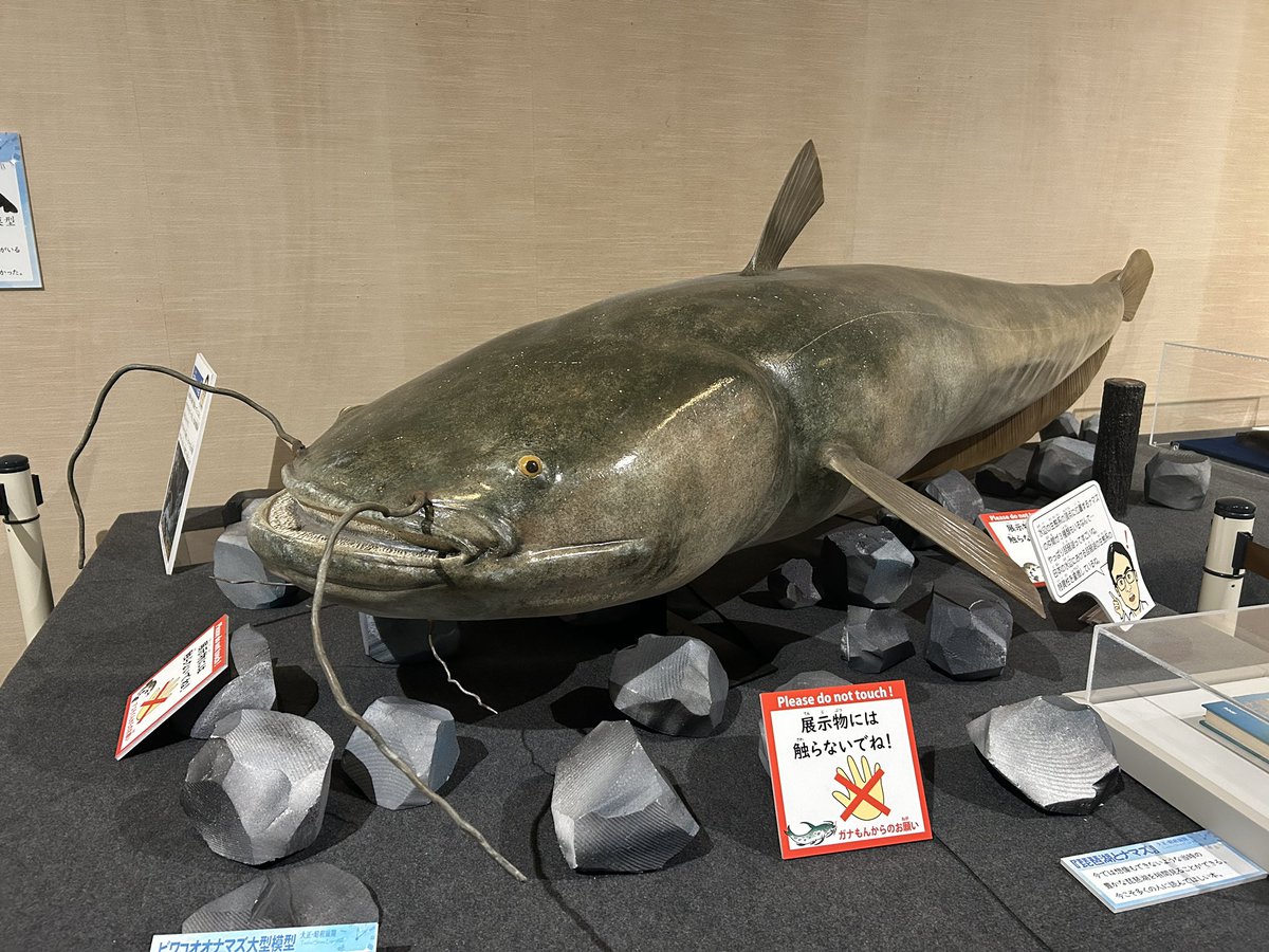 kansai_minerals's tweet photo. 琵琶湖博物館の展示をじっくり観察。

昨日見ていた白亜紀の地層とは変わり、古琵琶湖層群から産出する化石群や、各地のビカリア標本などの展示エリアは圧巻でした。

琵琶湖の形成史や周辺の地質的背景を改めて深掘りできる、最高のロケーションです！

#琵琶湖博物館 #古琵琶湖層 #化石標本 #地質学 https://t.co/vRbyynQ29A