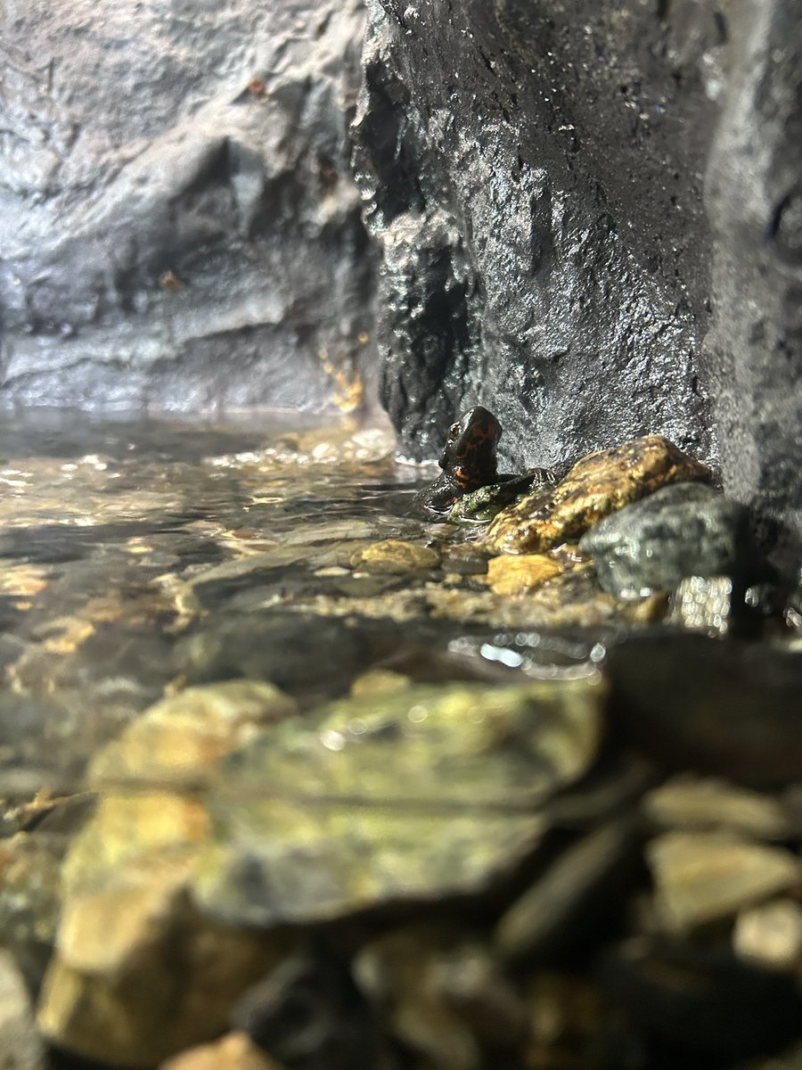 kansai_minerals's tweet photo. 琵琶湖博物館の展示をじっくり観察。

昨日見ていた白亜紀の地層とは変わり、古琵琶湖層群から産出する化石群や、各地のビカリア標本などの展示エリアは圧巻でした。

琵琶湖の形成史や周辺の地質的背景を改めて深掘りできる、最高のロケーションです！

#琵琶湖博物館 #古琵琶湖層 #化石標本 #地質学 https://t.co/vRbyynQ29A