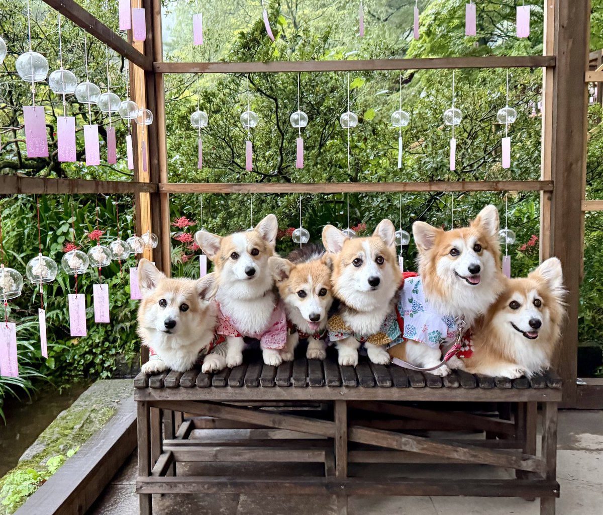 elmoelmodog's tweet photo. 🎐🎐🎐🎐🎐🎐
夏も終わり、最後に浴衣と風鈴のお写真を撮って来たよ。

#コーギー
#コーギーのいる暮らし https://t.co/9Uugi9We5p