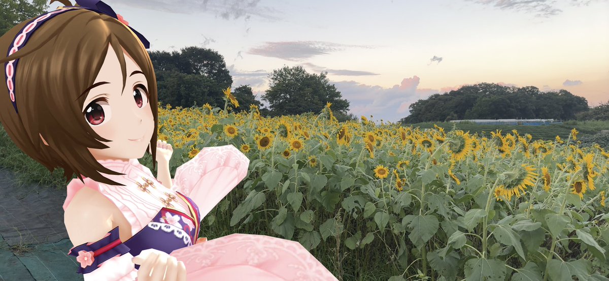 urahase's tweet photo. 比良の丘のひまわりと巾着田の曼珠沙華と歌鈴ちゃん
#土曜の夜はどみょりタイム https://t.co/VzjuvXhOiI