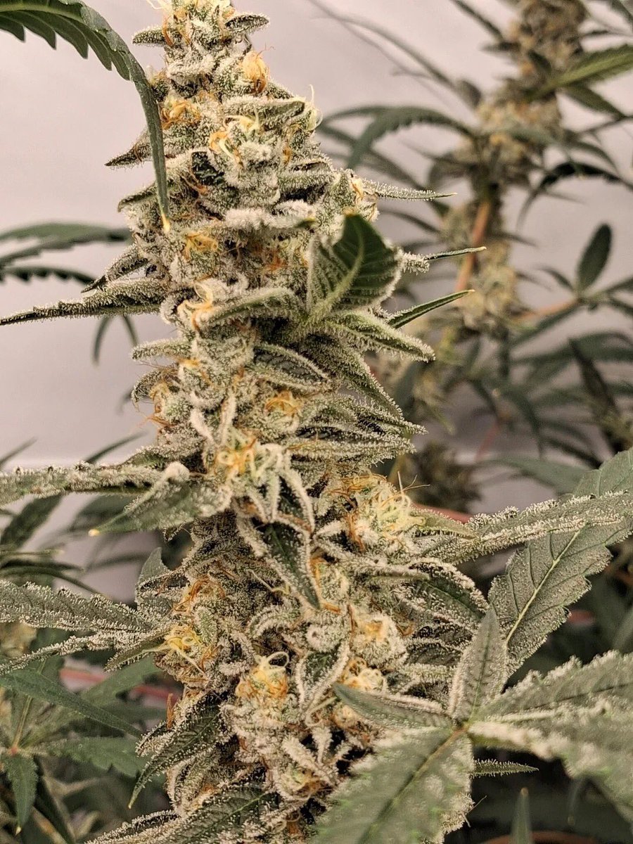 budmattz's tweet photo. Smoking monkey apex

Smoking monkey ape-x 4 weeks flower stacking frost daily it seems. Loving this plant! 

https://t.co/2bhw7kWXUh https://t.co/l5FLwbbuVG