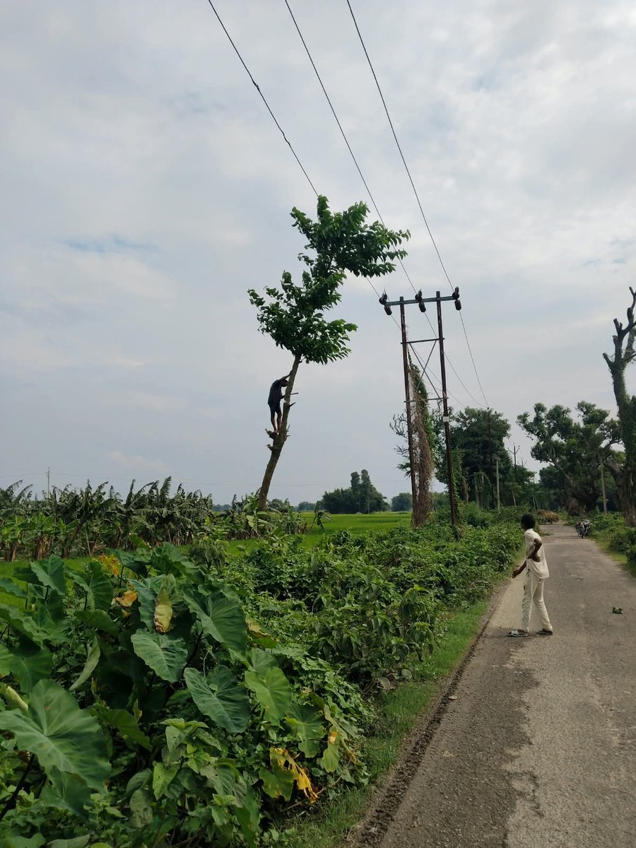 esdpurnea_west's tweet photo. Line Maintainence and tree pruning at differnt locations under ESD Purnea West. @SEVA_NBPDCL @SEVA_BSPTCL @SEVA_SBPDCL @SEVA_BSPGCL @EnergyBihar https://t.co/xqUUqLOnEg