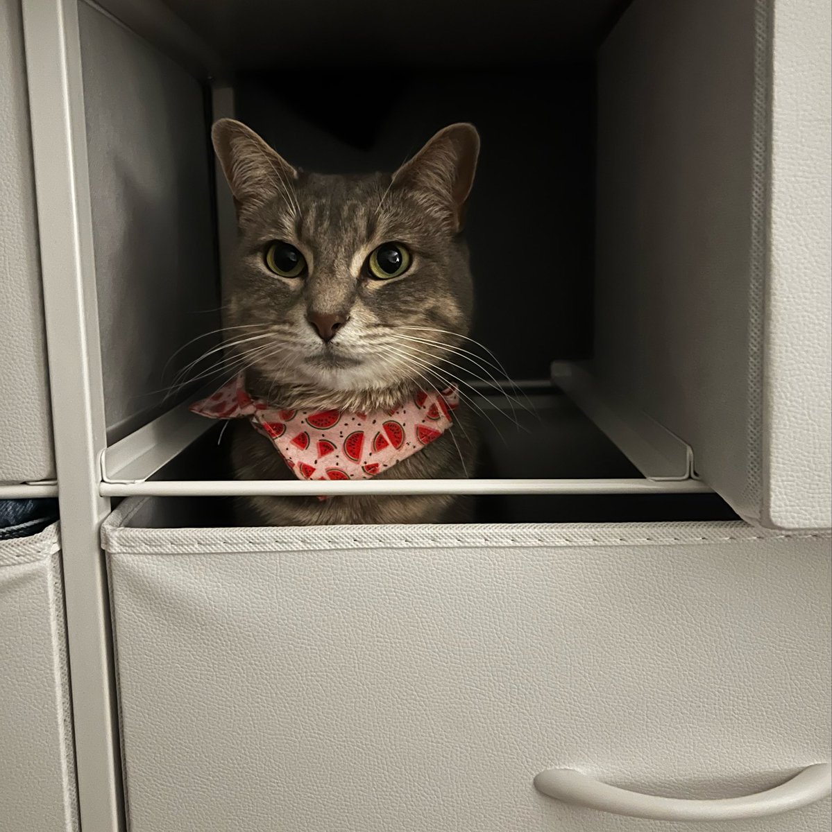 fuzzzbuzzz1's tweet photo. bro is trying so hard for her first job… https://t.co/JsUd5tVNa6