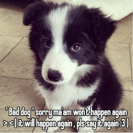needypupim's tweet photo. ill be such a good puppy;3 https://t.co/IW5nBtviXk
