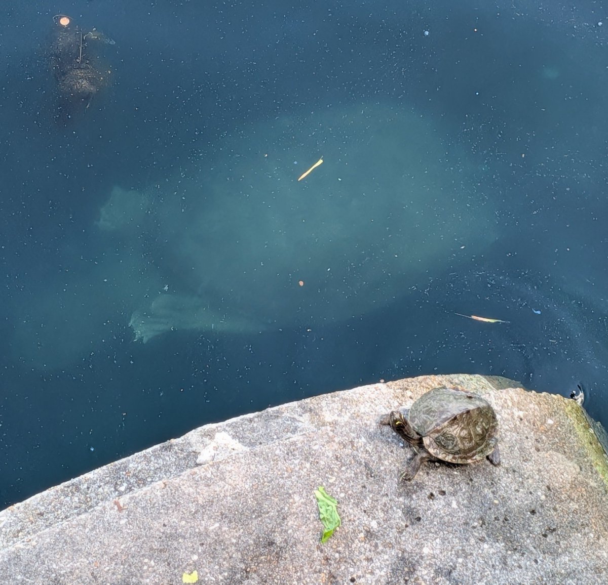 Linn_malus's tweet photo. Saw this big ol' turtle the other day, he looked positively spooky just swimming right below the surface of the water! https://t.co/0V6AR8X1BS