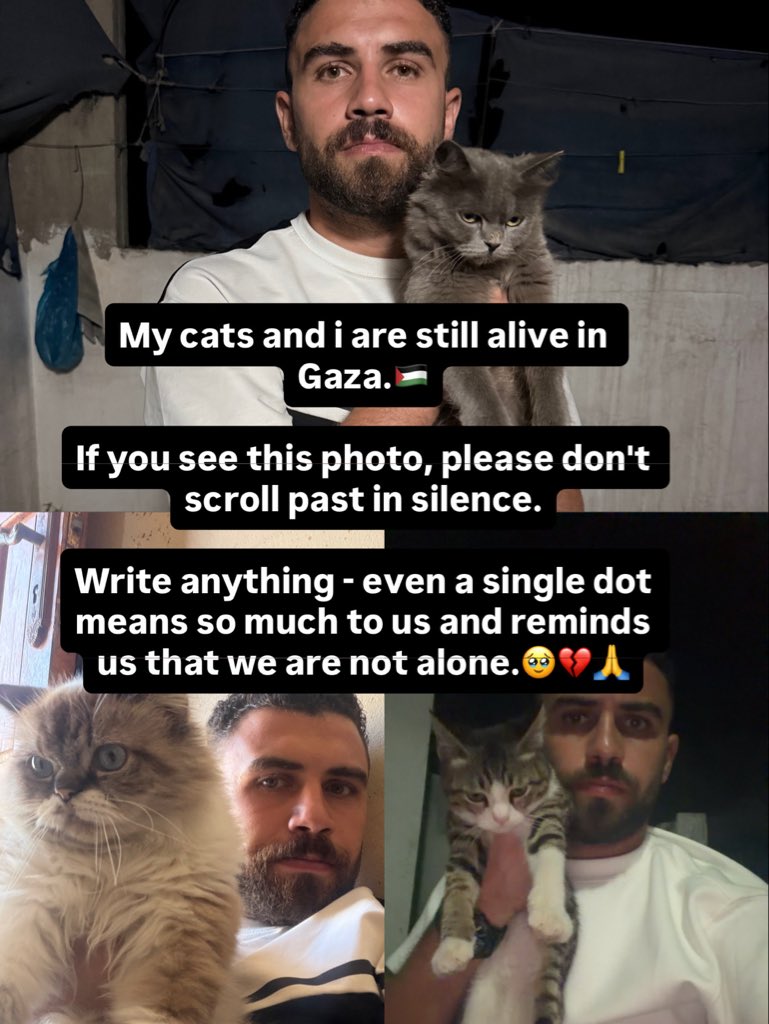 yousefmohmoud25's tweet photo. My cats and i are still alive in Gaza.🇵🇸

If you see this photo, please don't scroll past in silence.

Write anything - even a single dot means so much to us and reminds us that we are not alone.🥹💔🙏 https://t.co/8tcMl2gpB1