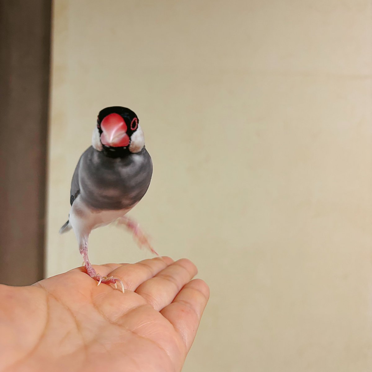 ippan_bunpi's tweet photo. 離れてみてもかわいいなと思ってたら近くに寄ってきてくれた文鳥見てください https://t.co/A9bSUhidkw