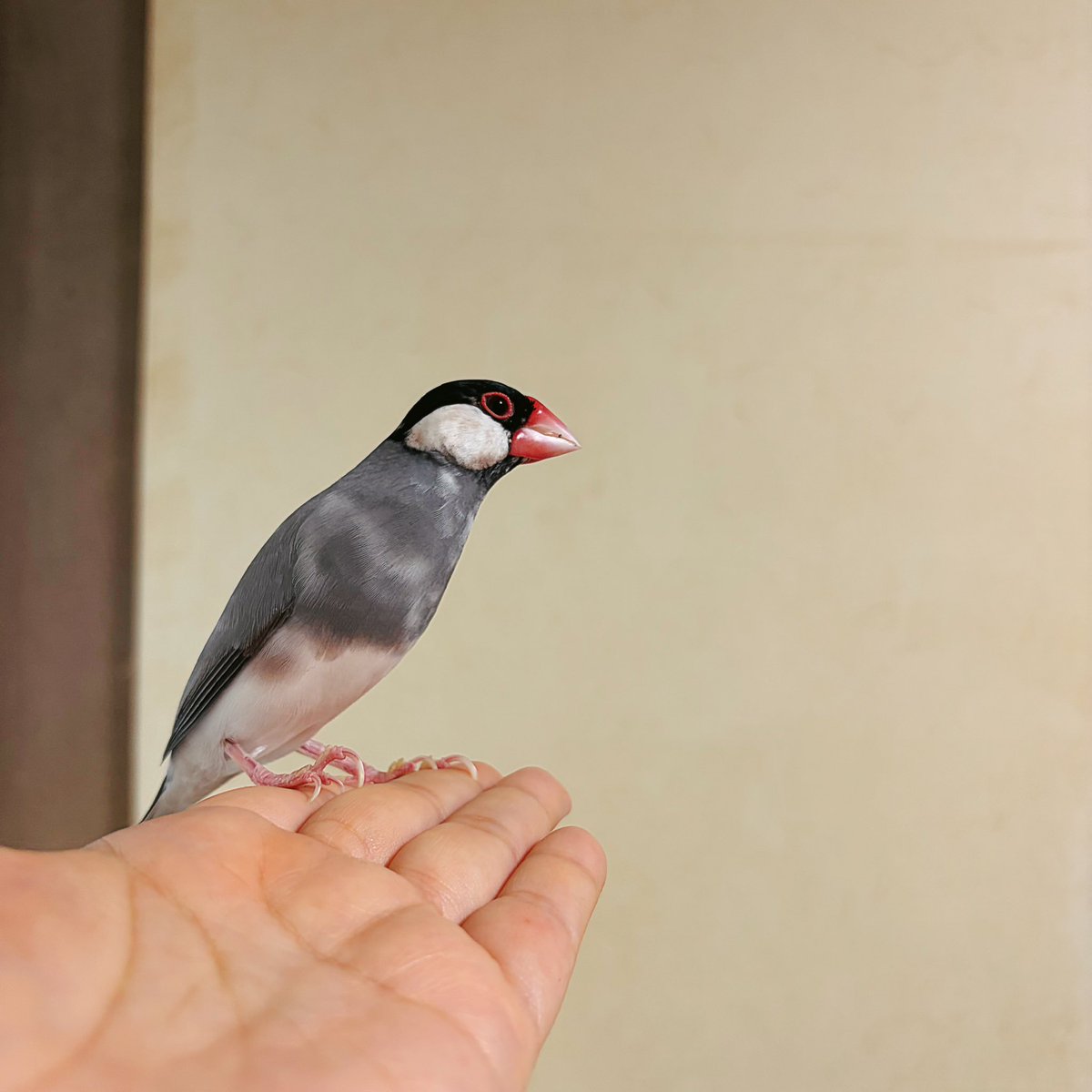 ippan_bunpi's tweet photo. 離れてみてもかわいいなと思ってたら近くに寄ってきてくれた文鳥見てください https://t.co/A9bSUhidkw