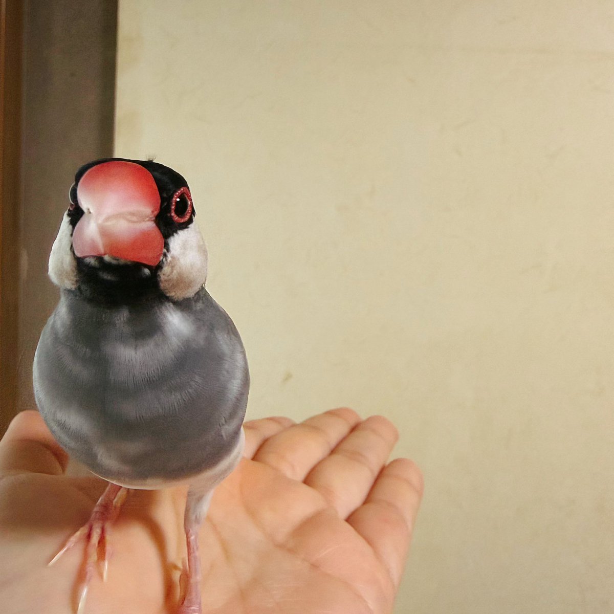 ippan_bunpi's tweet photo. 離れてみてもかわいいなと思ってたら近くに寄ってきてくれた文鳥見てください https://t.co/A9bSUhidkw