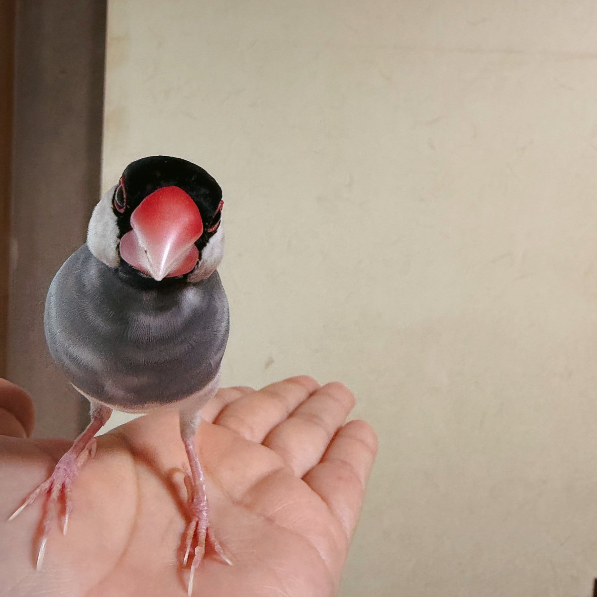 ippan_bunpi's tweet photo. 離れてみてもかわいいなと思ってたら近くに寄ってきてくれた文鳥見てください https://t.co/A9bSUhidkw