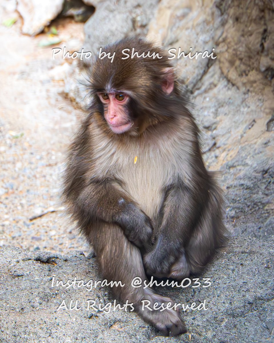 JUN1785's tweet photo. パンチくん切手、10/5再販決定✨️
再販売を記念して、切手の図柄に採用いただいた６枚を２回に分けて紹介✨️

「#がんばれパンチ オリジナルフレーム切手」は昨日一般販売が始まって即完売となってしまいましたが早速再販売が決定しましたね！
再販売は市川市内郵便局と郵便局のネットショップで。10/5（月）午前10時スタート（購入上限は1人5点まで → 1人3点までに変更）となっていますが、販売数が気になるところですね。
私も今度こそゲットしたいところですが、多忙で長時間並んでる余裕がないので今回も微妙かもしれません😭

そして、今日始まった写真展「小さなMiracle＆Fantasy＋」は大盛況で初日は無事終了しました✨️
サイゼリヤ記念館での開催だけに大行列になってしまうのではと戦々恐々でしたが、雨だったせいかそこまでの混雑はなく、整理券もなくなることなく最後までほぼスムーズに観覧いただくことができてよかったです☺️
ただ、明日は最終日＆天気も良くなりそうなのでだいぶ人出は増えるかも😅

切手の実物と、切手に採用いただいた６枚の写真etcを展示したパンチくんコーナーは大好評✨️
来場者アンケートにご協力いただいた方にはパンチくんの写真を含むL判プリントをプレゼントしてますが、パンチくんの写真はどれも大人気でほぼ品切れになっちゃいました😅
最終日また補充する予定ですが数には限りがあるので品切れの場合はご了承ください🙇‍

この投稿ではその6枚をまとめて紹介してみましたが、みなさんはどのパンチくんが特に好きですか？

Shun Shirai 写真展「小さなMiracle＆Fantasy＋」9/27最終日✨️
※回遊展in八幡2026の１イベントとして開催します。スタンプラリーあり。
https://t.co/Mxr6ZptWAw

◯日時：9月26日（土）・27日（日）10時～16時　入場無料（プレオープン　9/25（金）16時頃～19時）
※先着順の整理券配布による時間制の観覧となります。
整理券は9/26・27各日10時から会場入口で配布。状況により早期配布終了の可能性がありますがご了承願います。

◯会場：サイゼリヤ1号店教育記念館　市川市八幡2-6-5　本八幡駅徒歩２分

※写真の盗用・無断転載は厳禁!!（SNS公式機能のリポストのみOK）
©Shun Shirai – All Rights Reserved. No Unauthorized use my photo❢

The Punch-kun stamps sold out immediately, and a restock has been scheduled for October. The photos in this post are the six shots of Punch-kun that I took and that were selected for the stamp designs.
📸 Sep 25,2026

#がんばれパンチ #がんばってるねパンチ #市川市動植物園 #パンチくん #punch  #パンチ #punchkun #punchthemonkey #千葉 #市川 #japan