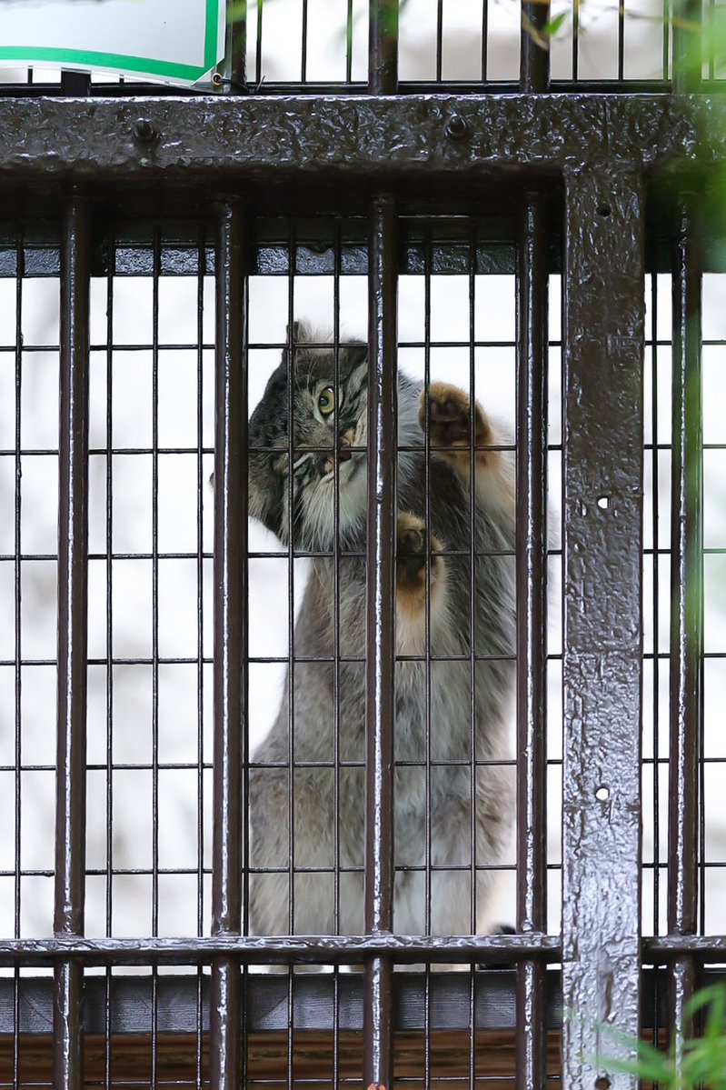 Rockleohana's tweet photo. また明日ニャ𓂃 👋🏻ﾞ

#マヌルネコ   #フィーガ    #pallascat 
#野毛山動物園 https://t.co/A2gRldrm0f