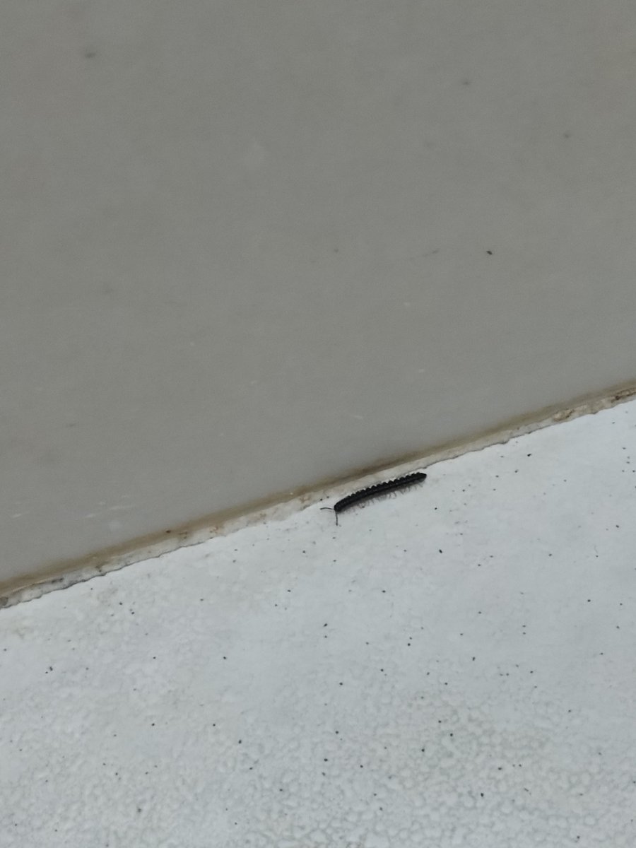 katxzvbe's tweet photo. hey there lil guy!!!!! https://t.co/TmuMhng5my