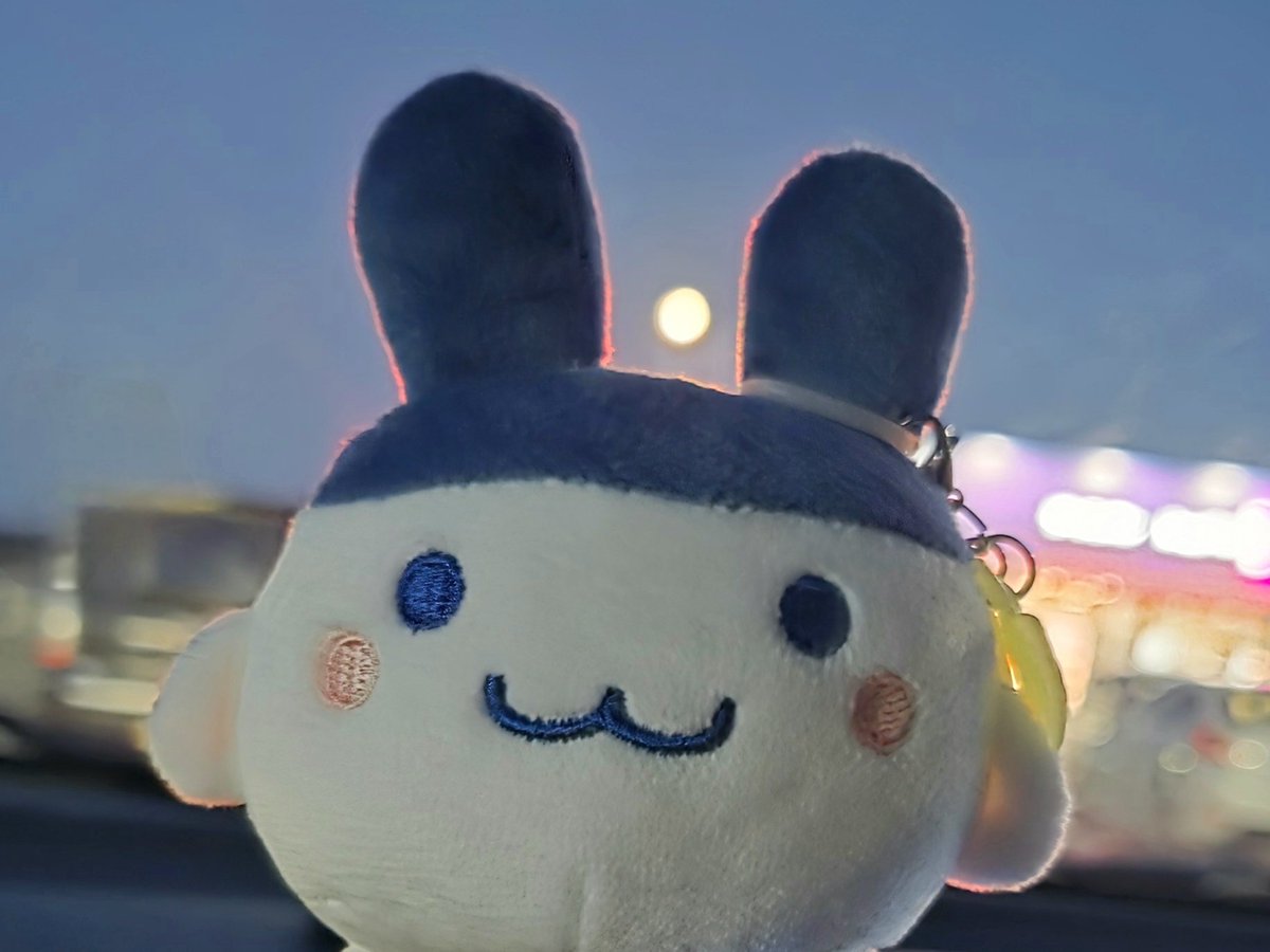 taterio111's tweet photo. おつきみみっち

#ぬい撮り https://t.co/Gddg733lDI