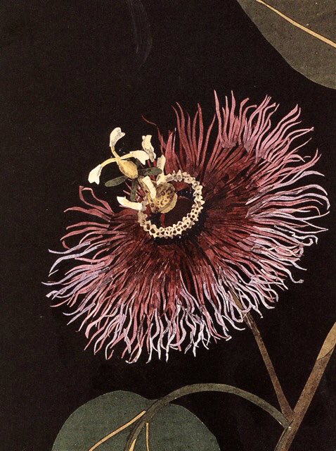 CienciaconArte's tweet photo. Solo pasaba por aquí para decir que améis a Mary Delany (1700-1788) porque creó impresionantes composiciones botánicas en el siglo XVIII, usando cientos de diminutos trozos de papel de seda coloreados a mano para componer cuidadosamente cada planta. https://t.co/V7AnqnGhPa