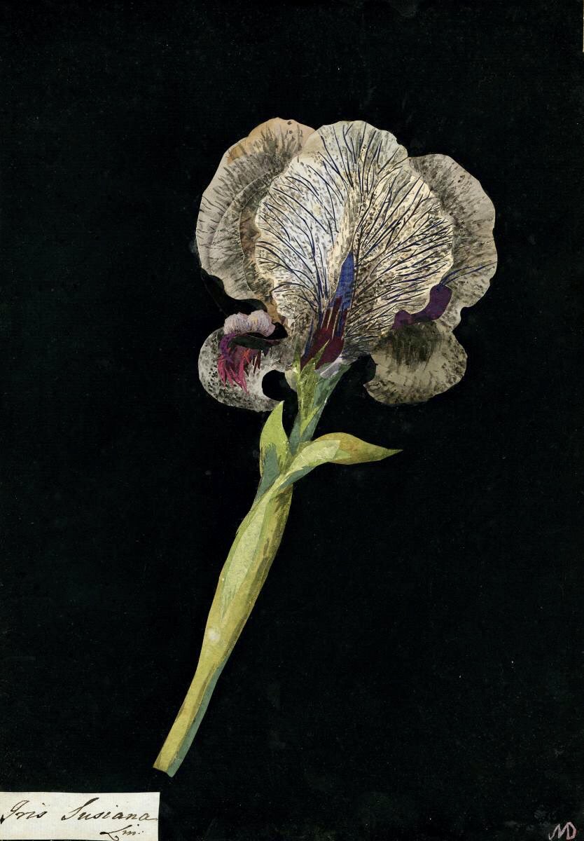 CienciaconArte's tweet photo. Solo pasaba por aquí para decir que améis a Mary Delany (1700-1788) porque creó impresionantes composiciones botánicas en el siglo XVIII, usando cientos de diminutos trozos de papel de seda coloreados a mano para componer cuidadosamente cada planta. https://t.co/V7AnqnGhPa