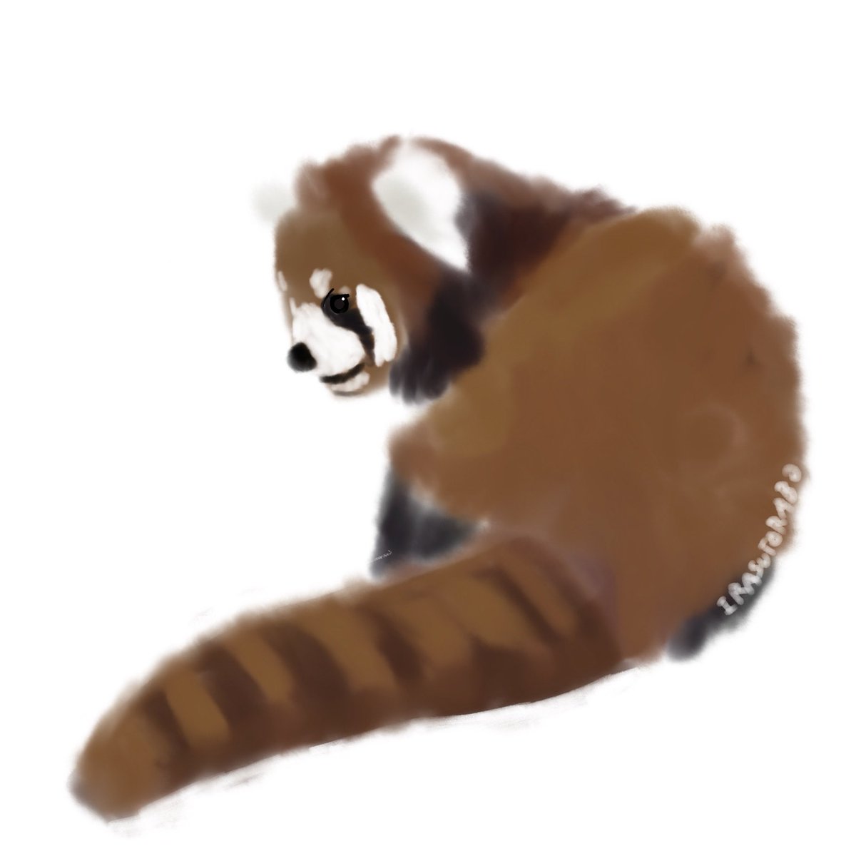 irasutorabo's tweet photo. あこちゃん｜豊橋総合動植物公園｜熊本市動植物園

#レッサーパンダ 
#あこ 
#イラスト https://t.co/Kx77DLr9f2