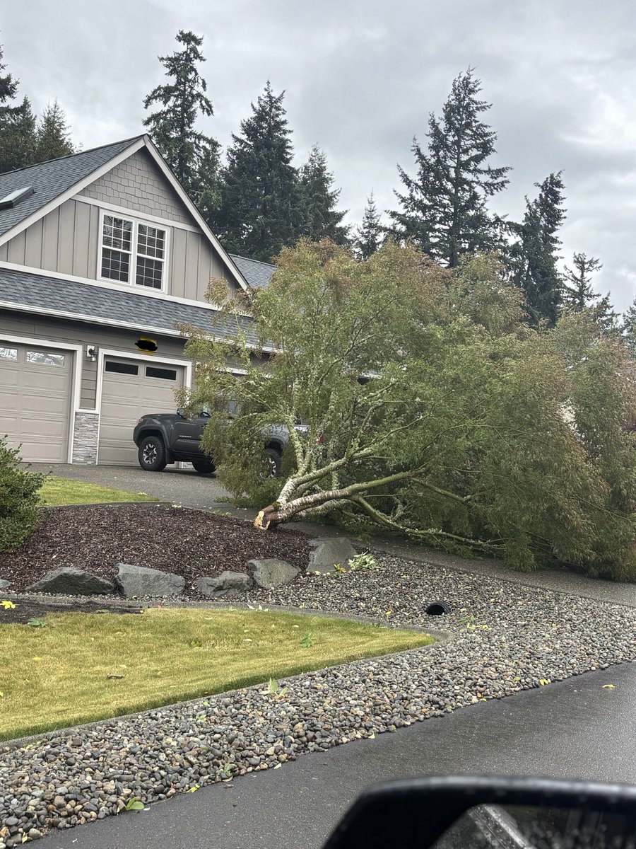 PugetStormWatch's tweet photo. Thanks to @GabeWeatherwx for allowing us to share this photo of a downed tree in Lacey yesterday. Notice how it’s fully leaved? Imagine 50+ MPH gusts on that! #wawx #windstorm https://t.co/LJA6OfbsE8