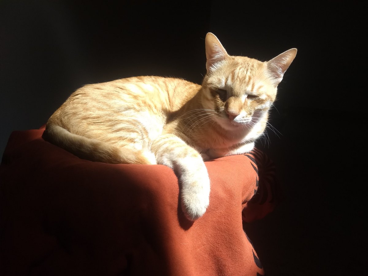saybwala's tweet photo. The eternal sunshine of our life.

Simba Singh alias Thangam, Raju, Peter, Dim Dim &amp; Dosai Color Poonai.

March/April 2011 - 26 September 2026.

(Deep gratitude to each and everyone who sent their prayers and healing vibes to him over the past few weeks 🙏) https://t.co/2YwEhRETEx