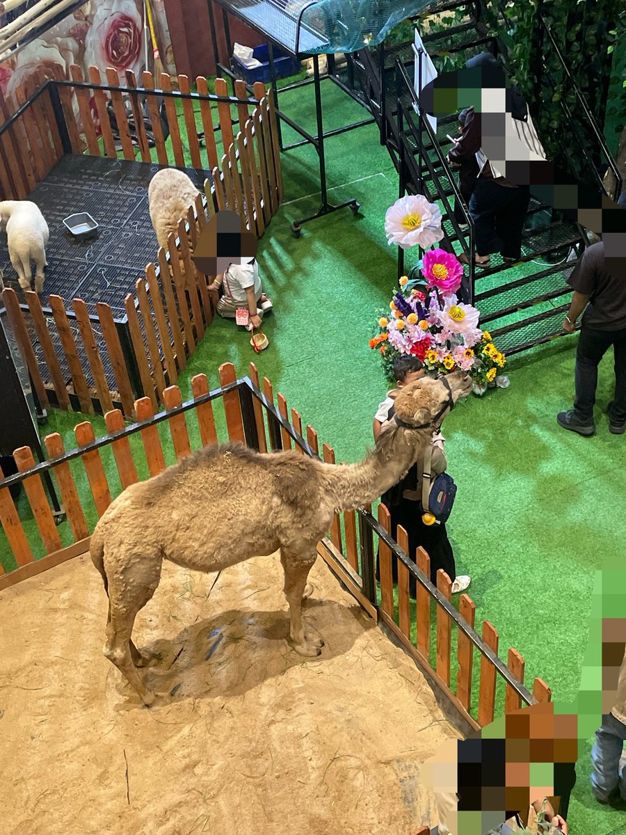 sinarjaya__'s tweet photo. random ke mall lippo setelah berbulan-bulan, pas masuk berasa mimpi demam ada unta di lobi sekecil itu. https://t.co/hZUzdkVrCu