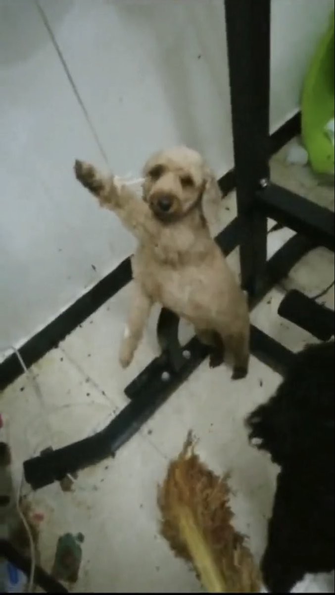 TomBeKindToAll's tweet photo. #AnimalCruelty #China 🇨🇳
#猫 #仔猫 #こねこ #犬 #仔犬 #いぬ #こいぬ #Cat #Kitten #Dog #Puppy #Animals #どうぶつ #命 #いのち #生命
#CatAbusersChina
#中国猫の拷問ビジネス
#中国猫のSOS
#StopTorturingAnimalsChina https://t.co/sQUUcfnHGP