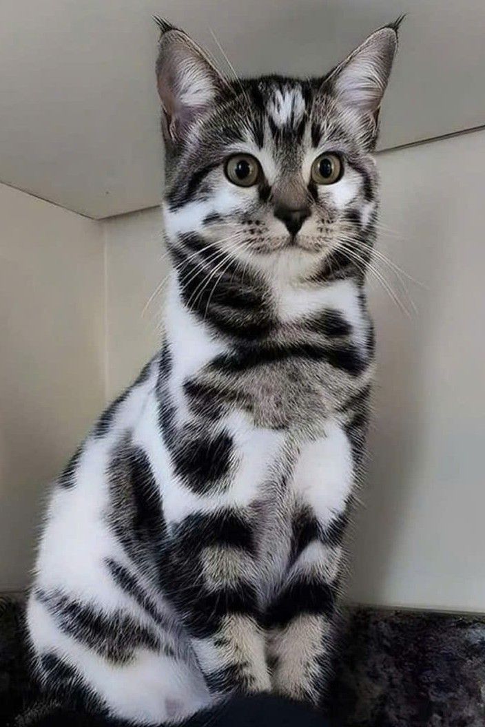 AMAZlNGNATURE's tweet photo. Cats are becoming more popular in the US

More Americans are choosing cats, with cat food sales rising as several dog food categories decline. Lower maintenance lifestyles may be part of the shift https://t.co/LCWyw2UlCk