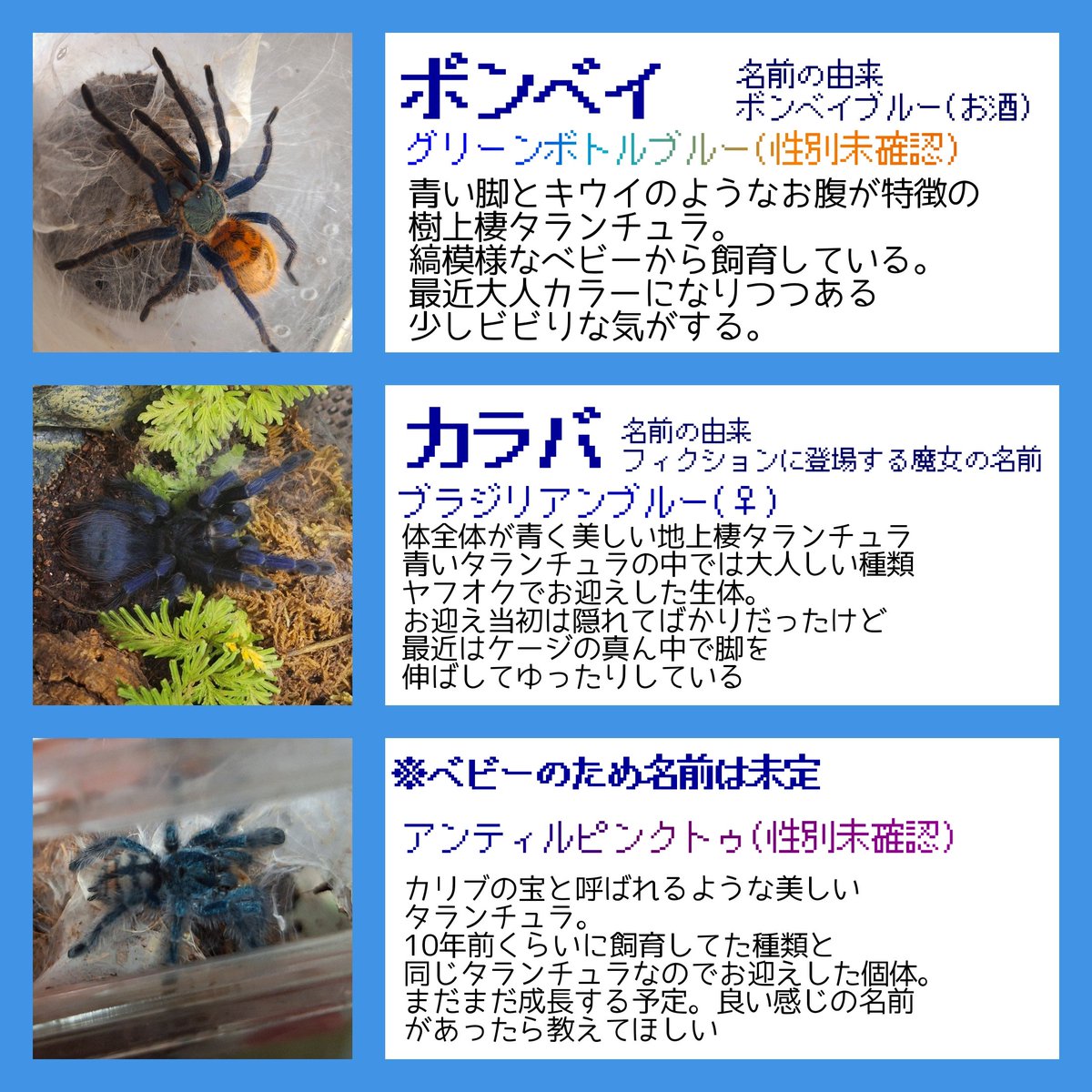 ih_877's tweet photo. 🕷️注意

蟲ｽﾞ早見表まとめで～す https://t.co/xVS4n2KnDm