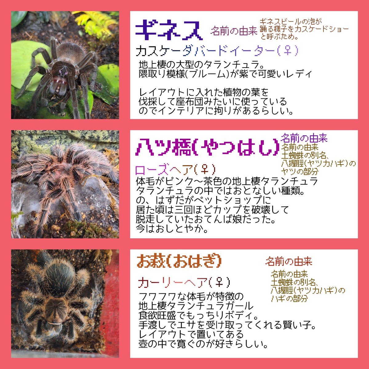 ih_877's tweet photo. 🕷️注意

蟲ｽﾞ早見表まとめで～す https://t.co/xVS4n2KnDm