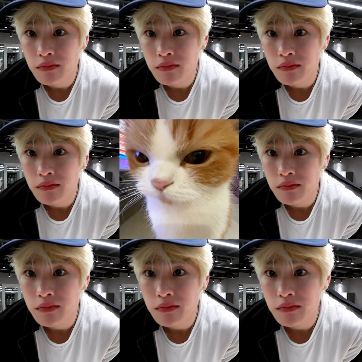 pekkleeoe's tweet photo. CERTIFIED MEOW 🐱ྀི ✅ https://t.co/8ZuOSREs1f