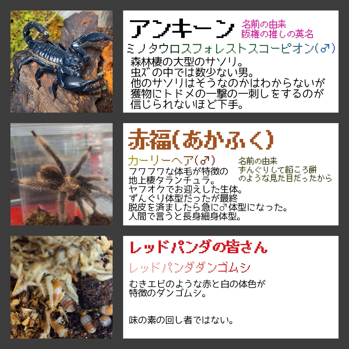 ih_877's tweet photo. 🕷️注意

蟲ｽﾞ早見表まとめで～す https://t.co/xVS4n2KnDm