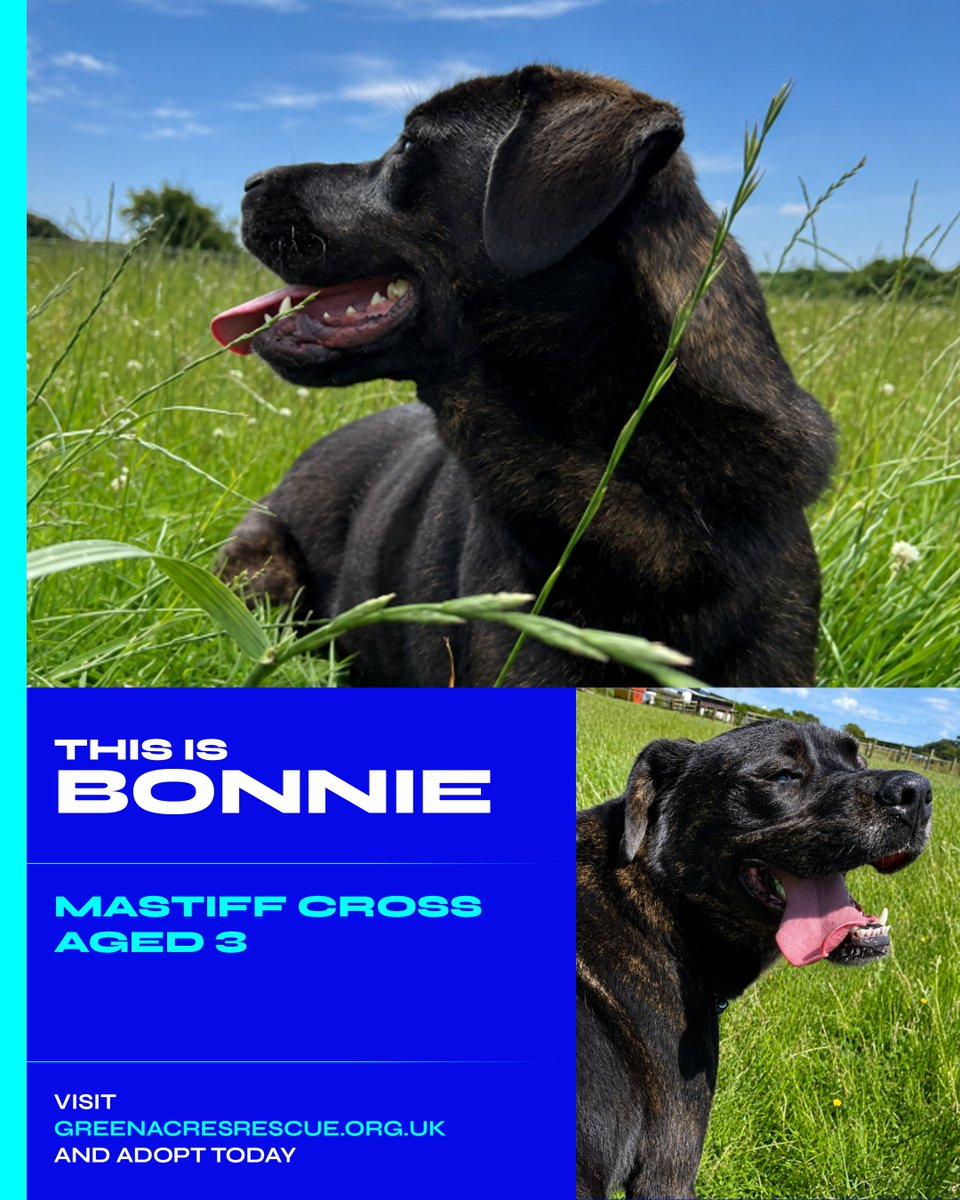 HaverfordwestFC's tweet photo. Blues on the north Wales coast! 💙
🤝 @team_greenacres
Adopt Bonnie 👉 https://t.co/96tWEuBjXG
#PlayingForPembrokeshire https://t.co/xvJmsqiqM4