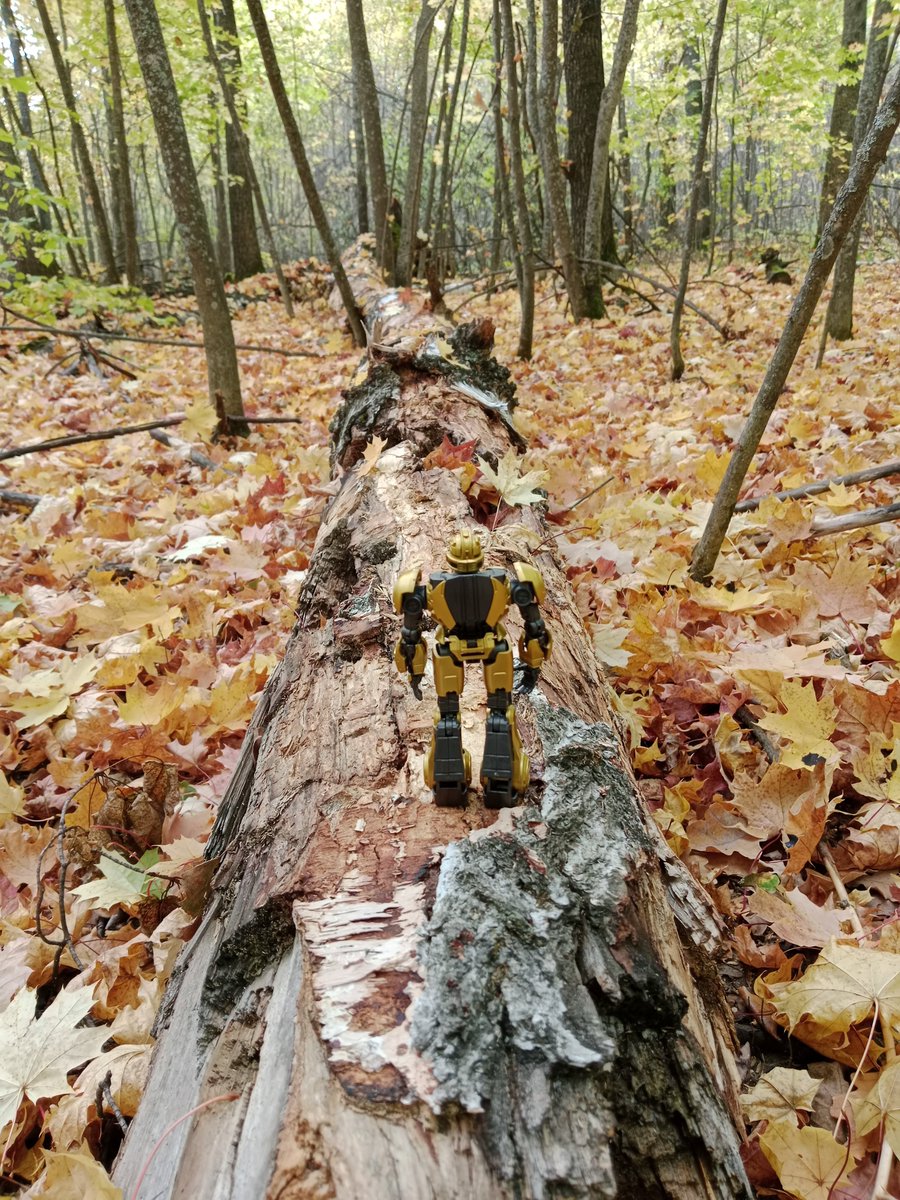 Bee_Stray127's tweet photo. Photo shoot in the forest ✨🍁

✧˚ʚɞ˚•° ⁠☆ °•˚ʚɞ˚✧

𝙏𝘼𝙂𝙎: #OptimusPrime #Megatron #Bumblebee #Трансформеры #Transformers #TransformersOne #TF #TFO #opbee #megabee https://t.co/4t27SrO0vD