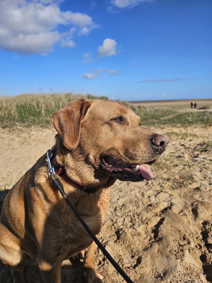 glennmartin50's tweet photo. 2 more sleeps and we are back at the beach for 6 days 😎 #Baileydaily #Baileysdailyadventures ❤️ https://t.co/4Ulau4O3BH