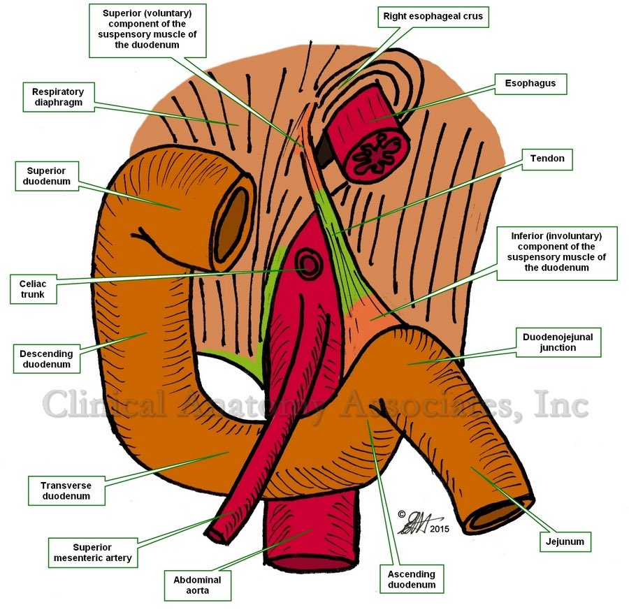 yuejianing's tweet photo. @DHRUVASHARMA10 The origin of the SMA lies immediately to the right of the ligament of Treitz. Even when the SMA is embolized, pulsation can often still be felt at this level. Distally, within the mesentery, the artery can be palpated as a firm, cord-like structure, even when occluded. https://t.co/T28fjh7NT9