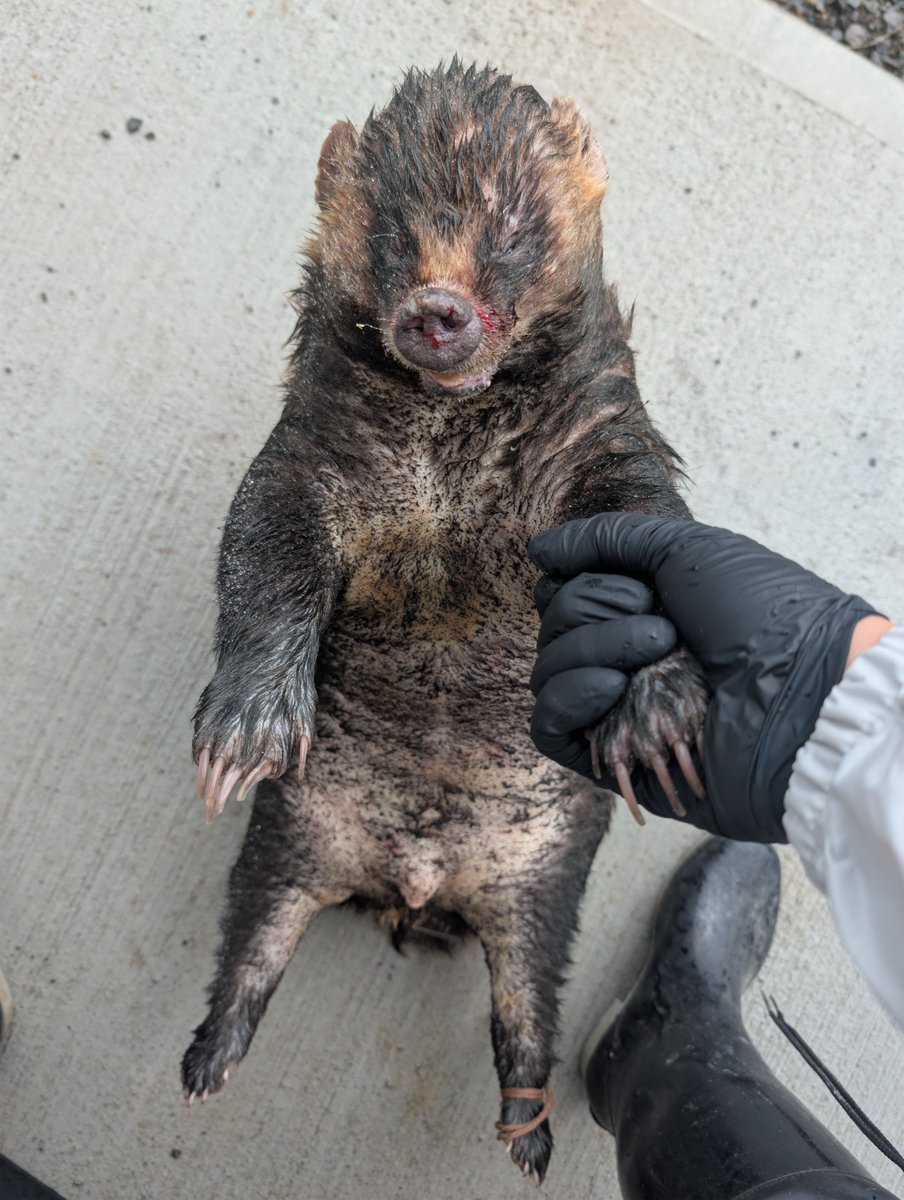 LifeSciQuest's tweet photo. ポッドキャストの台本を書こうとしてた時に猟師さんからアナグマを頂いてしまった
結局、今日の午後は解体に費やして台本は作れずじまいだけど、脂がのって美味しそうな個体でした
冷蔵庫でじっくり熟成しよっと https://t.co/Hk5u1hk5dP