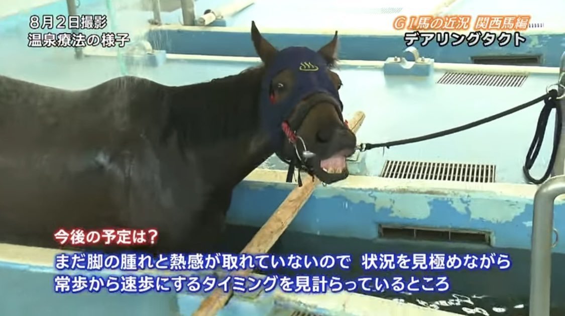hrsdsk1125's tweet photo. 喋るお馬さんシリーズかわいくて好き( ˘ω˘) https://t.co/AwMO8dkVhG
