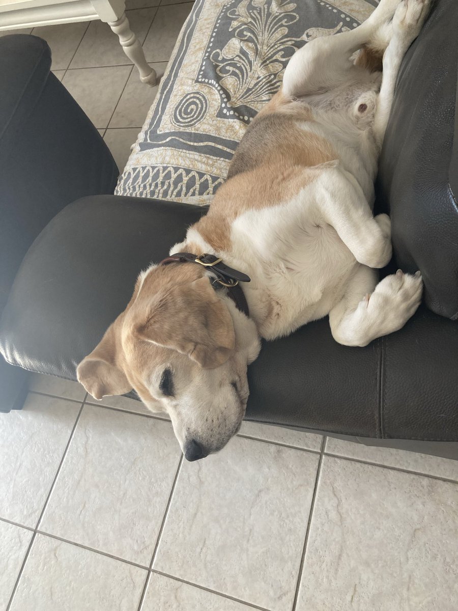 BanditsBeagle's tweet photo. Taking it easy this afternoon 🐾 https://t.co/Fe1lMeq4jN