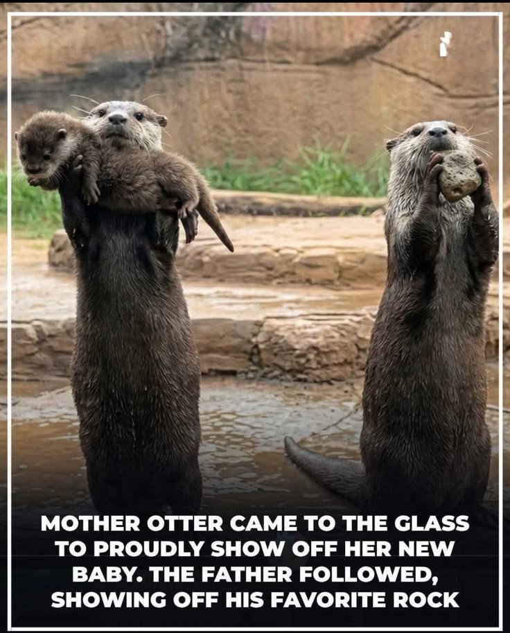 wildanimalpis's tweet photo. https://t.co/cRtJfhLlko