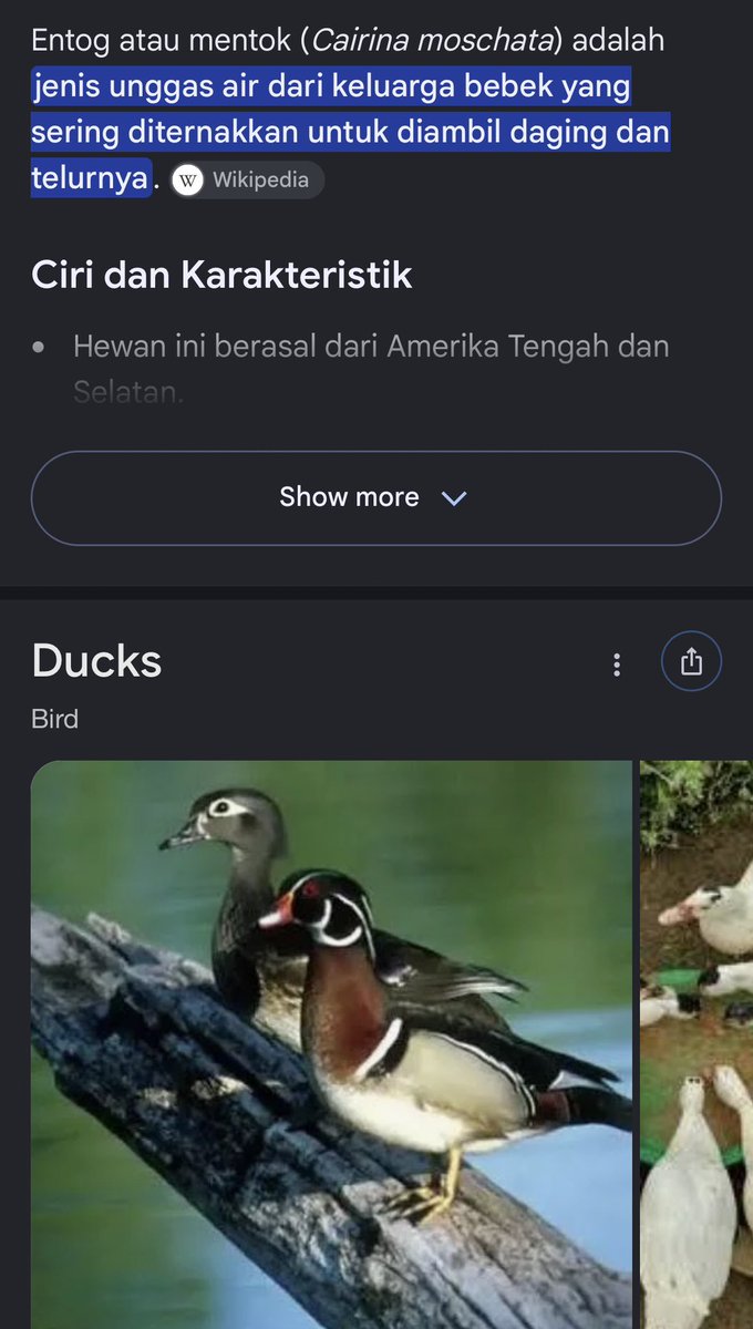 dsrGIOLOGY's tweet photo. Entog bebek jir https://t.co/u8DCJ7CCW2