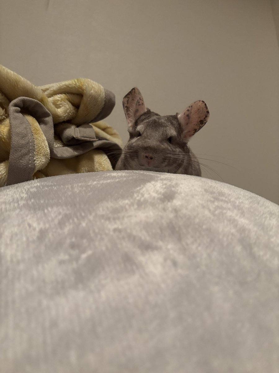 chinULTchilla's tweet photo. 🐭「じーーーっ🫩ママ気づかない🫩」

うると、高みの見物

#チンチラ　#チンチラのいる暮らし https://t.co/qIGE9zLUer
